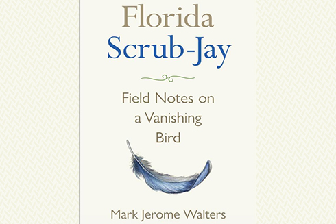 In “The Florida Scrub Jay: Field Notes of a Vanishing Bird,” USF St. Petersburg campus Veterinarian and Journalism Professor Mark Walters traveled the state to report on the natural history and historic decline of this once prosperous species, while documenting efforts to stave off extinction.
