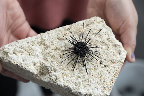 A new study highlights a growing threat for sea urchin populations and coral reefs around the world as a marine parasite spreads to new regions.