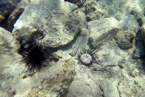 Sea urchin die off.
