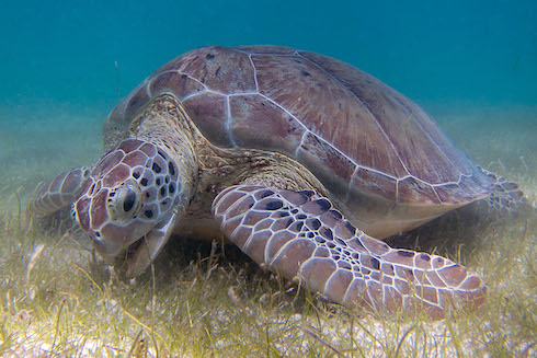 Seagrass meadows provide food for marine herbivores and nursey habitats for many fish species.