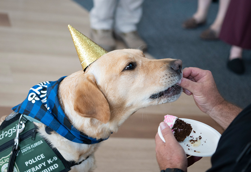 Snowbird eating a piece of cake during his 3rd birthday party