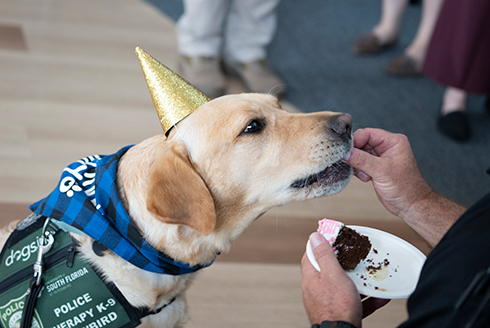 Snowbird eating a piece of cake during his 3rd birthday party