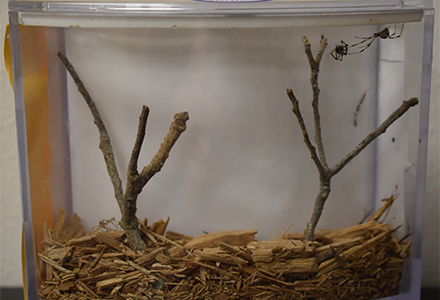 A brown widow spider kills a black widow spider in a container habitat set up by USF researchers.