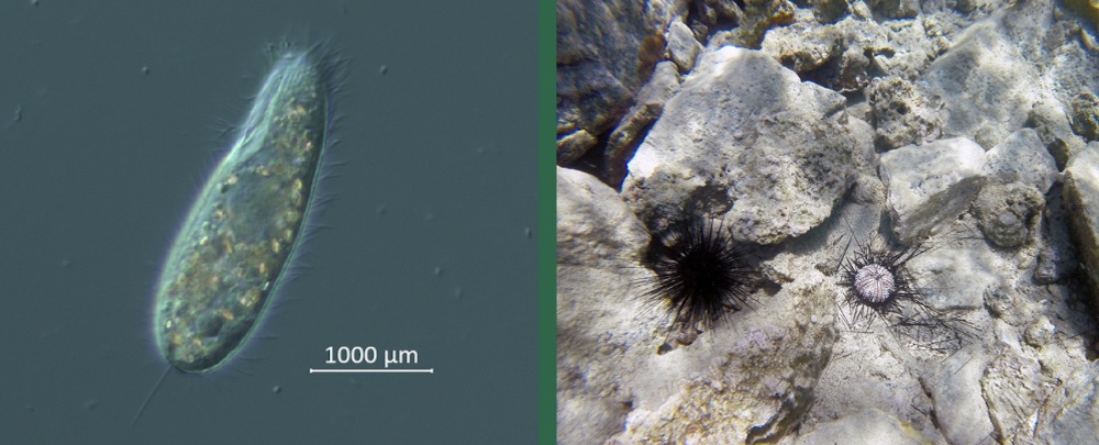 Urchin and ciliate